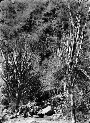 Trockenwald mit Riesenkakteen : Landschaft mit Riesenkakteen, anderer Vegetation und Personen