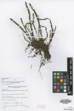 Melpomente moniliformis (Lag. ex Sw.) A.R.Sm. & R.C.Moran var. Lehnert paradoxa