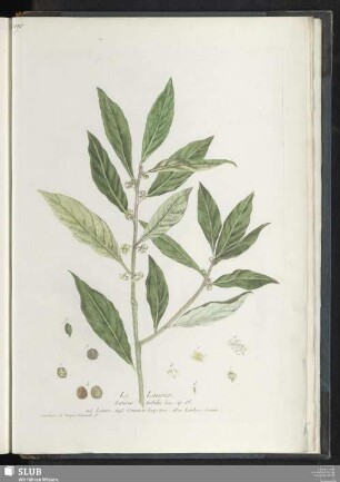 Le Laurier