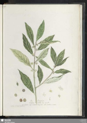 Le Laurier