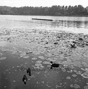 Freibad Poggensee: Enten im Wasser, dahinter Seerosen