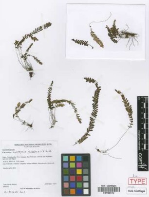 Ceradenia ayopayana M.Kessler & A.R.Sm. [isotype]