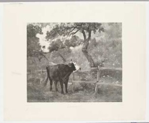 L’Enclos