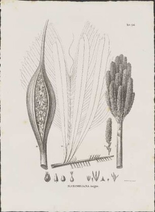 Tab. 94. Maximiliana insignis.