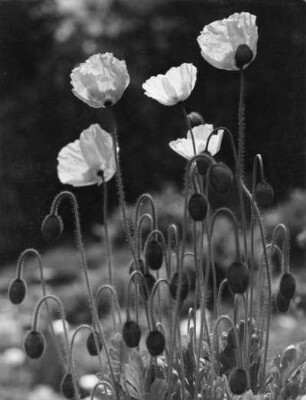 Alpen-Mohn (Papaver alpinum), Pflanzenart aus der Familie der Mohngewächse (Papaveraceae)