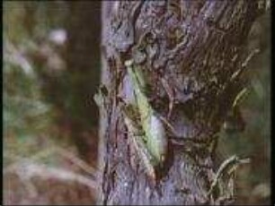 Mantis religiosa (Mantidae) - Paarungsverhalten