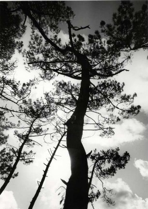 Baum im Gegenlicht