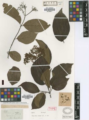 Viburnum villosum Sw. var. Griseb. glabrescens