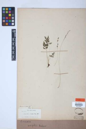 Anemia wrightii Baker[isotype]