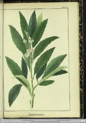 Lorbeerbaum