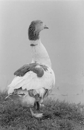 Eine Gans am Ufer
