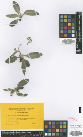 Hieracium thesauranum Gottschl. [paratype]
