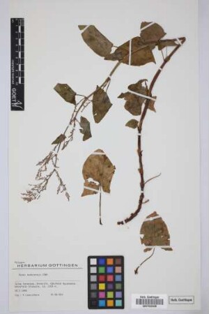Rumex maderensis Lowe