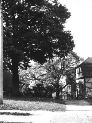 Seifhennersdorf. Ahorn und Linde am Grundstück Dr. Bulnheim. Blick von der Nordstraße