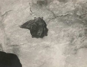 Mopsfledermaus (Barbastella barbastellus Schreb.) in Winterruhe an einer Höhlenwand