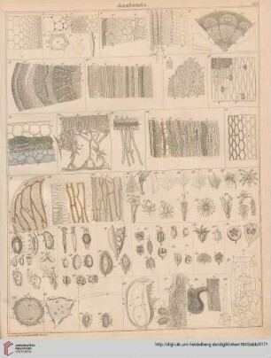Botanik (Tafel I-XXII)