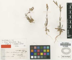 Silene pamphylica Boiss. & Heldr. [isotype]