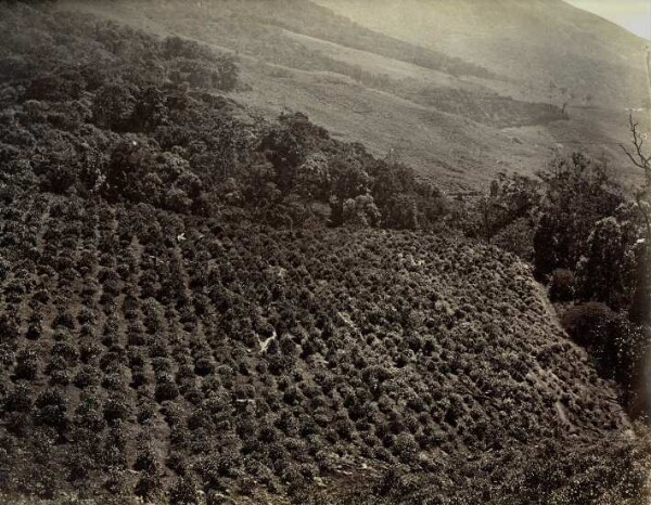 Plantation de thé