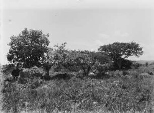 Baumvegetation : Bäume einer Vegetationslandschaft