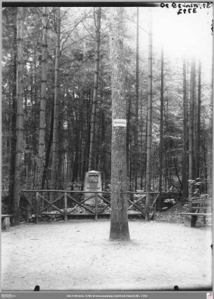 Körnereiche nahe der Oberschweinstiege