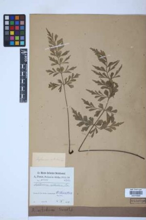 Asplenium nitidum