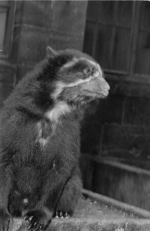 Braunbär : Tierporträts. Braunbär