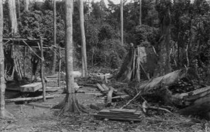 Holzschlag : Männer beim Fällen und Verarbeiten von Bäumen