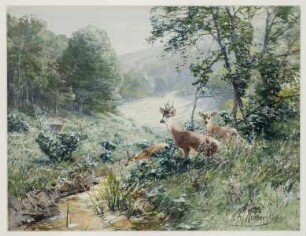 Rehwild am Bach