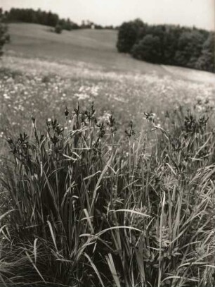 Sibirische Schwertlilie (Iris sibirica), auch Wiesen-Schwertlilie, wohl im Osterzgebirge bei Bad Gottleuba