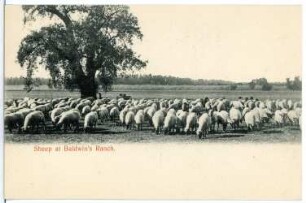 Sheep at Baldwins Ranch
