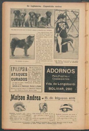De Inglaterra.- Exposición canina