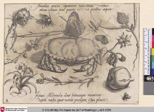 [Insekten, Pflanzen und Früchte mit Krabbe im Zentrum]