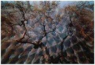 Baum vor experimentellem Wolkenhimmel (Altersgruppe 18-21)