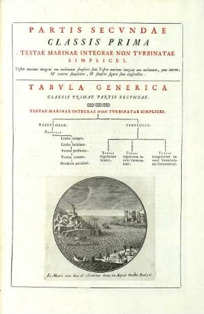 Partis Secundae Classis Prima. Testae Marinae Integrae Non Turbinatae Simplices