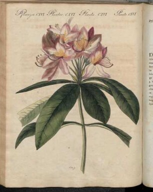 No. 86. Pflanzen CXVI. Schöne Ausländische Sträuche.