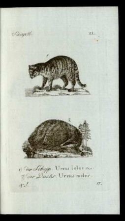 11. 1) der Schupp. Ursus lotor. 2) der Dachs. Ursus meles.