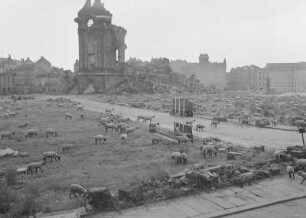 Weidende Schafherde an der Töpferstraße : Dresden-Altstadt. Neumarkt/Ecke Töpferstraße. Weidende Schafherde an der Töpferstraße. Blick zur Ruine der Frauenkirche