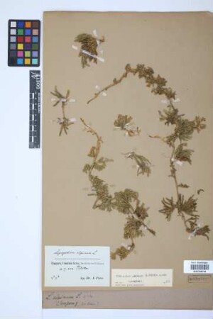 Diphasiastrum alpinum (L.) J. Holub
