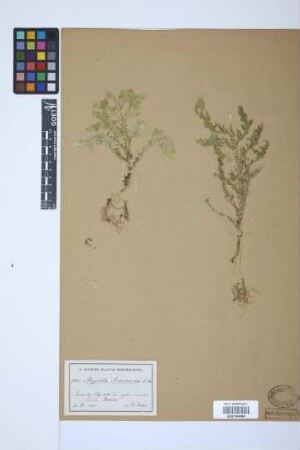 Selaginella substipitata Spring