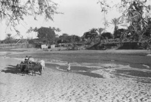Ochsengespann bei Kondoa : Ochsengespann an einem Flussbett bei Kondoa.