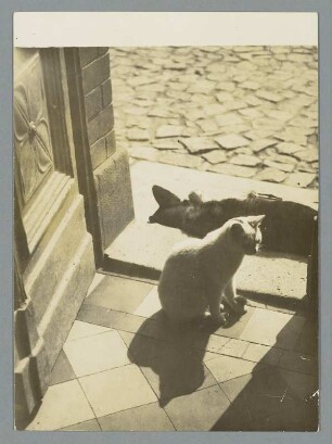 Sachsen. Zwei Katzen sonnen sich an einem Hauseingang