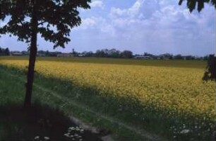 Blühendes Rapsfeld