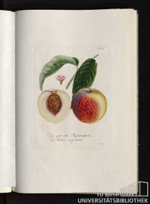 Tab. 35. Die späte rothe Magdalenapfirsich. La Madeleine rouge tardive.