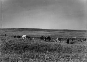 Blick auf eine Weide (Forschungsreise in die Große Kabylei 1942)