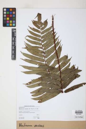 Blechnum varians (E.Fourn.) C.Chr.