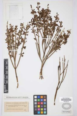 Spartocytisus nubigenus Webb & Berthel.