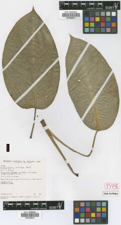 Dieffenbachia williamsii Croat [paratype]
