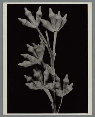Eukalyptus, Fruchtstand (Eucalyptus)