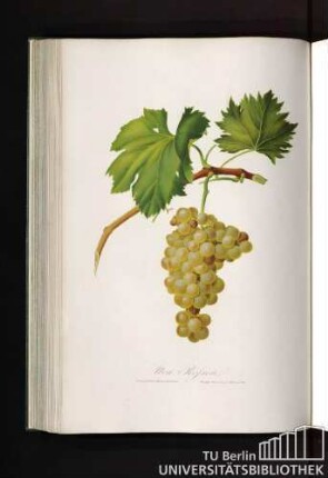 Uva Rossese