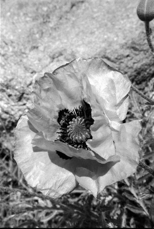 Mohn: Blüte, Nahaufnahme